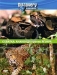 В джунглях Амазонки обитают два величайших хищника планеты: анаконда и ягуар. Если эти два грозных животных столкнутся друг с другом, кто победит? После тщательного изучения поведения животных с помощью компьютерных технологий будет воссоздана виртуальная схватка противников, в результате которой и ...