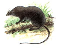 Гигантская Бурозубка / Sorex Mirabilis