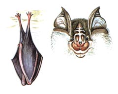 Малый Подковонос / Rhinolophus Hipposideros