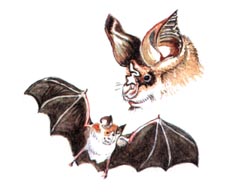 Подковонос Мегели / Rhinolophus Mehelyi