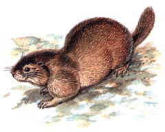 Тарбаган (монгольский Сурок) / Marmota Sibirica