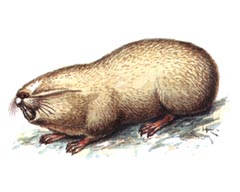 Гигантский Слепыш / Spalax Giganteus