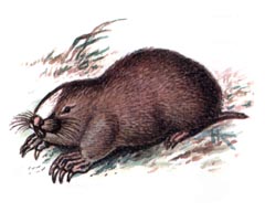 Маньчжурский Цокор / Myospalax Psilurus