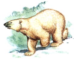 Белый Медведь / Ursus Maritimus