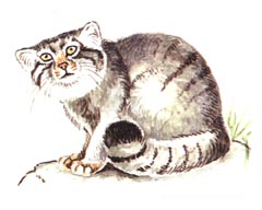 Манул / Felis Manul