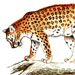 Леопард / Panthera Pardus