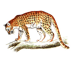 Леопард / Panthera Pardus