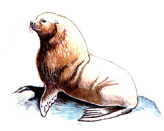 Сивуч (северный Морской Лев) / Eumetopias Jubatus