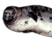 Серый Тюлень, Балтийский Подвид / Halichoerus Grypus