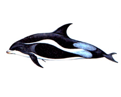 Беломордый Дельфин / Lagenorhynchus Albirostris