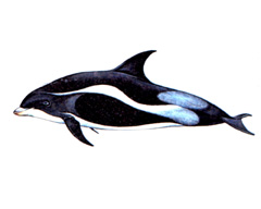   / Lagenorhynchus Albirostris