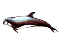 Серый Дельфин / Grampus Griseus