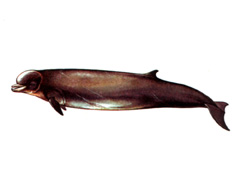Высоколобый Бутылконос / Hyperoodon Ampullatus