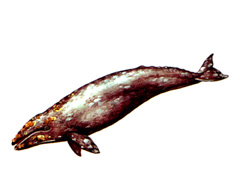 Серый Кит / Eschrichtius Gibbosus