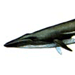   ( ) / Balaenoptera Physalus