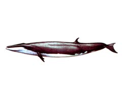  ( ) / Balaenoptera Borealis