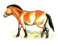   / Equus Przewalskii