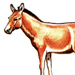 Кулан / Equus Hemionus