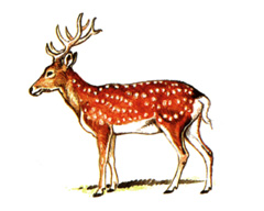 Уссурийский Пятнистый Олень / Cervus Nippon