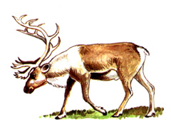 Северный Олень, Лесной Подвид / Rangifer Tarandus