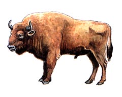 ,       / Bison Bonasus