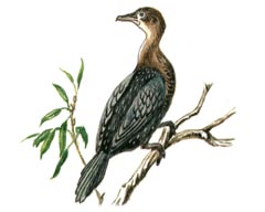 Малый Баклан / Phalacrocorax Pygmaeus