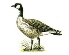    / Branta Canadensis