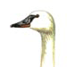 Американский Лебедь / Cygnus Columbianus