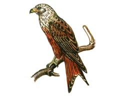 Красный Коршун / Milvus Milvus