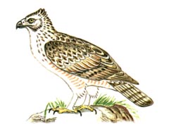 Хохлатый Орел / Spizaetus Nipalensis