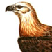 Орлан - Долгохвост / Haliaeetus Leucoryphus