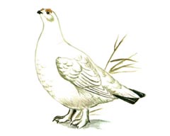 Среднерусская Белая Куропатка / Lagopus Lagopus