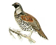 Дикуша / Falcipennis Falcipennis