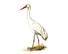 Стерх / Grus Leucogeranus