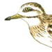 Авдотка / Burhinus Oedicnemus