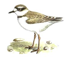   / Charadrius Placidus