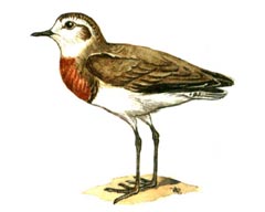   / Charadrius Asiaticus