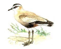 Кречетка / Chettusia Gregaria