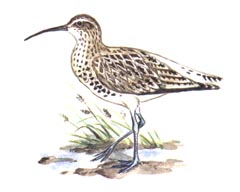 Тонкоклювый Кроншнеп / Numenius Tenuirostris