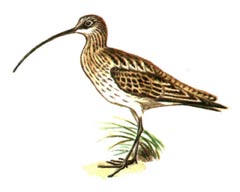 Дальневосточный Кроншнеп / Numenius Madagascariensis