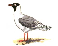 Реликтовая Чайка / Larus Relictus