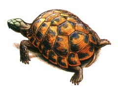   / Testudo Graeca