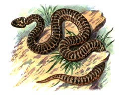 Гадюка Динника / Vipera Dinniki