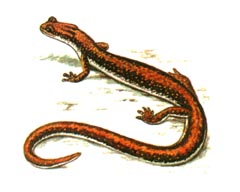 Уссурийский Когтистый Тритон / Triturus Fischeri