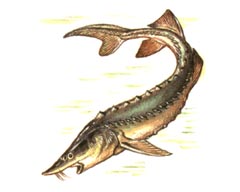 Калуга / Huso Dauricus