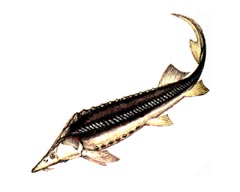 Шип / Acipenser Nudiventris
