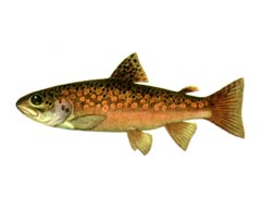Кумжа, Подвид Эйзенамская Форель / Salmo Trutta