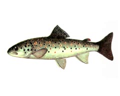 Кумжа / Salmo Trutta