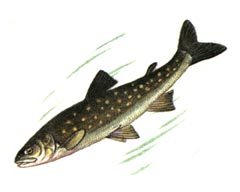   / Salvelinus Elgyticus