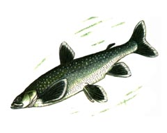     / Salvelinus Svetovidovi